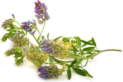 close-up-of-medicago-sativa-alfalfa-plant