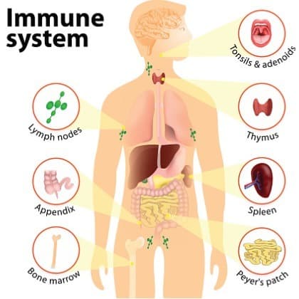 organs-of-the-immune-system-including-thymus-gland