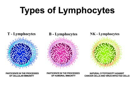types-of-lymphocytes-t-lymphocytes-b-lymphocytes-nk-natural-killer-lymphocytes