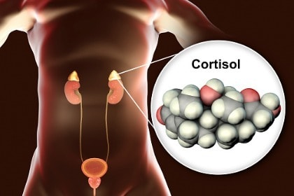 molecule-of-cortisol-hormone-and-adrenal-gland
