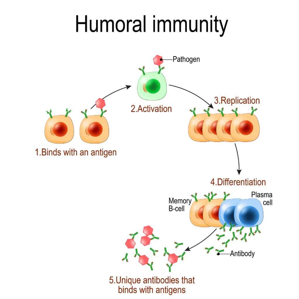 humoral-immunity-illustration