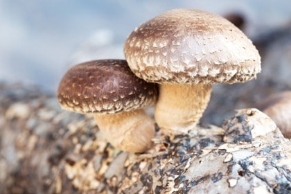 shiitake-mushrooms-growing-on-a-log