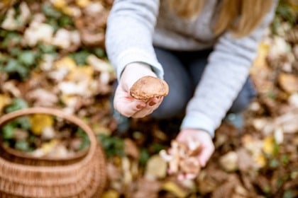 woman-picking-shiitake-mushroom-in-the-forest