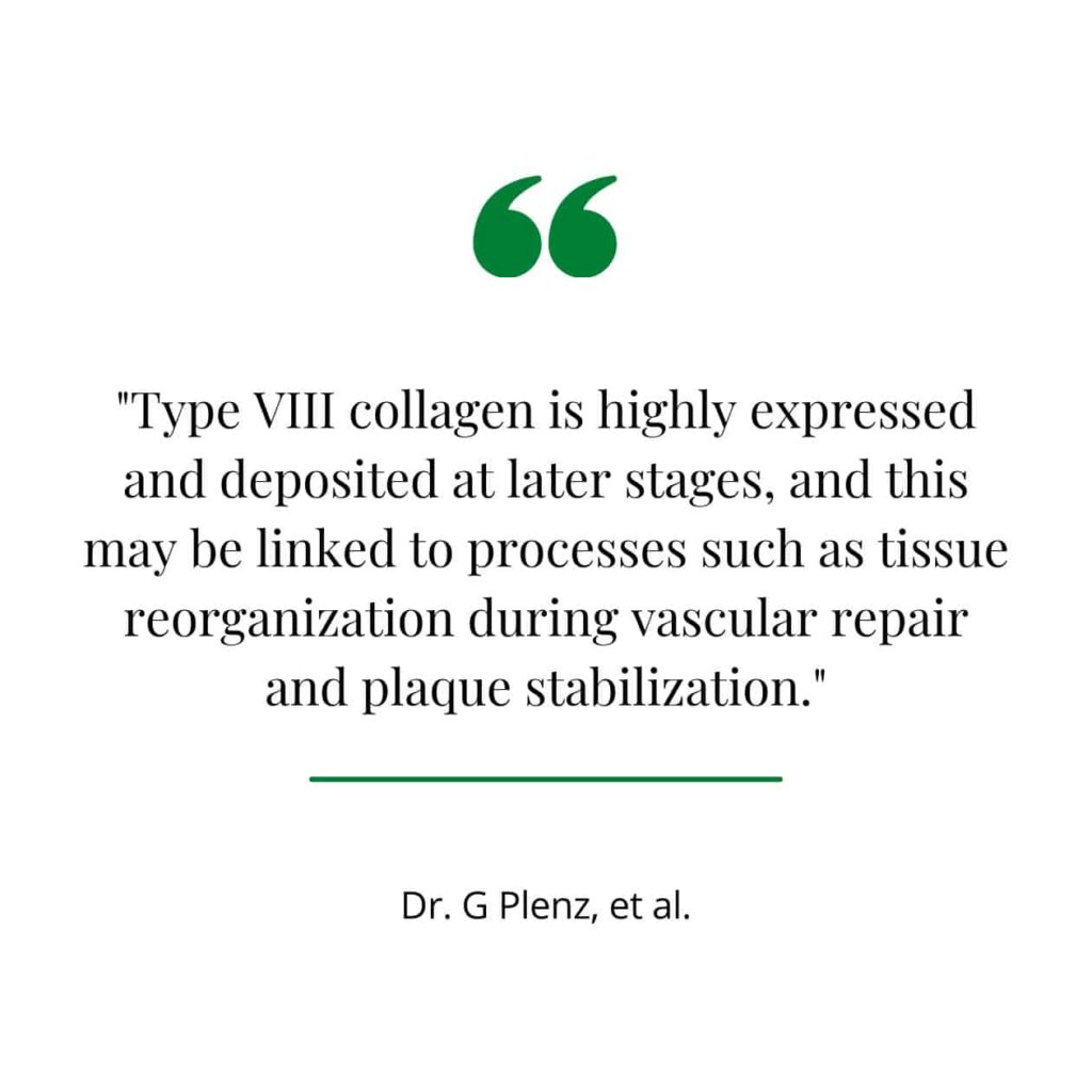 Type VIII collagen importance, quote from a study.