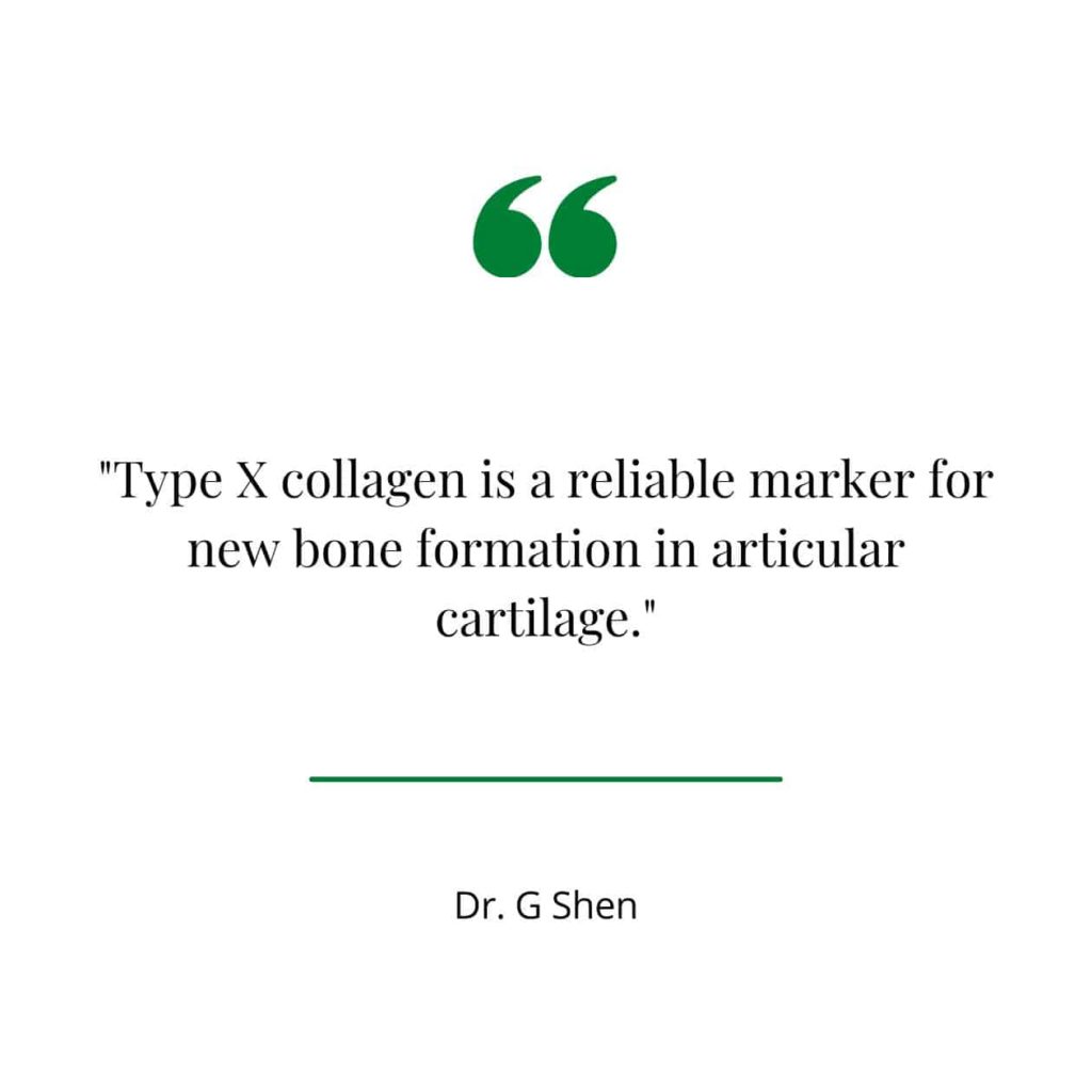 A quote from a study explaining type X collagen.