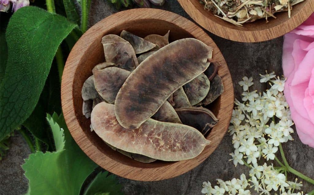 Show what senna (cassia angustifolia) pods look like