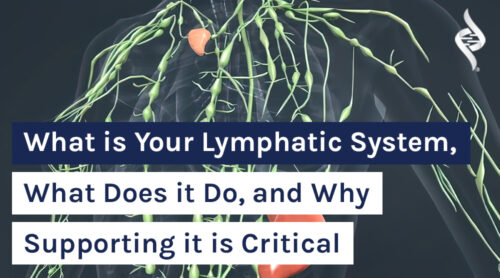 What is Your Lymphatic System, What Does it Do, and Why Supporting it ...