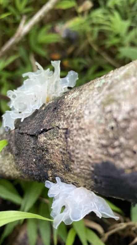 White snow fungus (tremella fuciformis) grows in the west maui forest reserve.