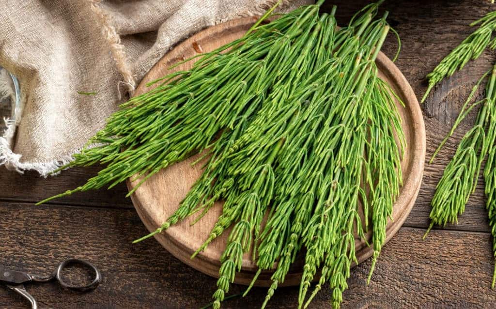 Photo of the horsetail plant showing the source of silica.