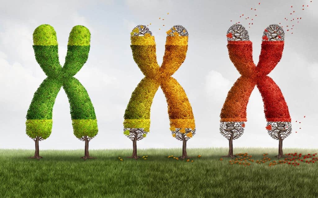 Photo representing the aging effects of shortening telomere "end caps" as leaves turning color in the autumn of their life.