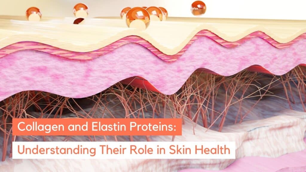Collagen and Elastin Proteins: Essential Guide for Healthy Skin