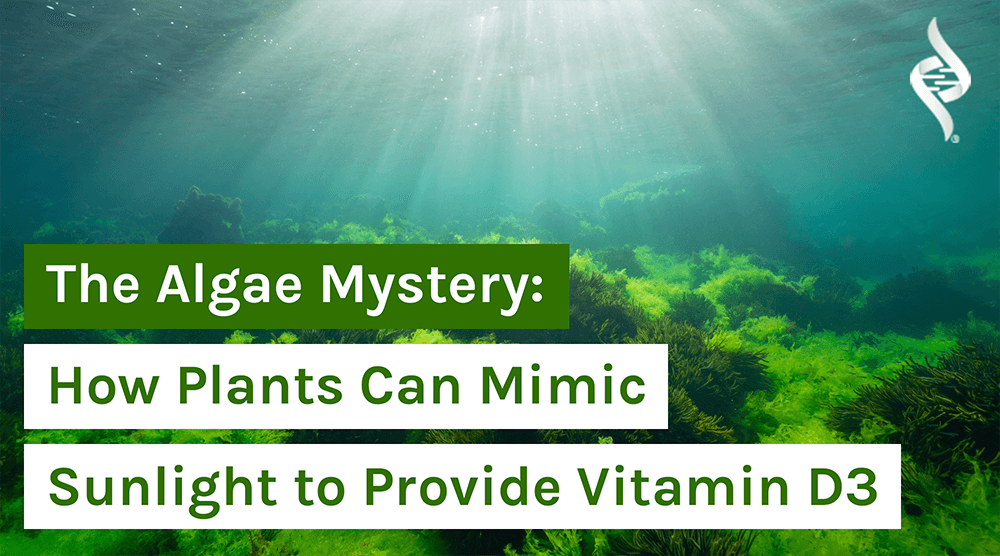 The Algae Mystery: How Plants Can Mimic Sunlight to Provide Vitamin D3