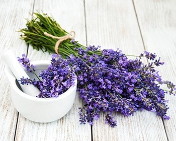 lavender essential oil contains over 200 phytochemicals