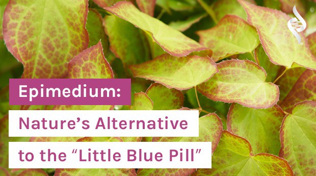 epimedium plant with article title