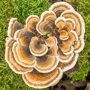 Turkey tail mushroom strengthen the Immune System