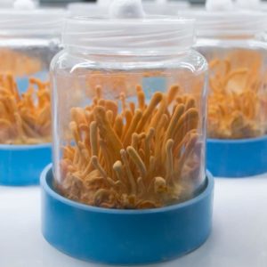Cordyceps mushrooms are known for fighting Disease-Causing Free Radicals