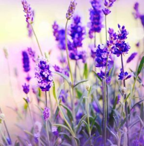 Lavender - Best Essential Oil for Anxiety