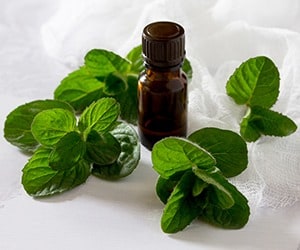 Peppermint-essential-oil