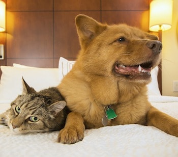 Pets on the bed-trouble sleeping