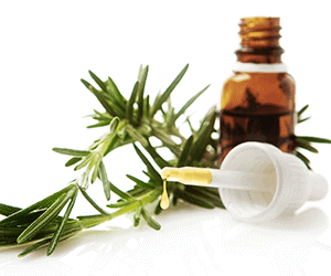 Rosemary herb and essential oil