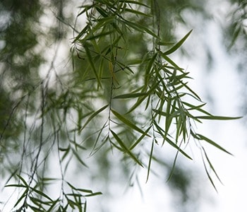 Tea Tree’s Medicinal Relevance: From Antiquity to Modernity