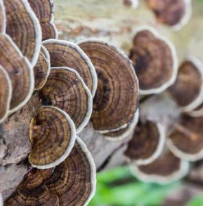 Turkey Tail Mushrooms and Immunomod
