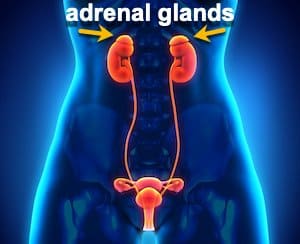 female urogenital system with arrows pointing to adrenal glands