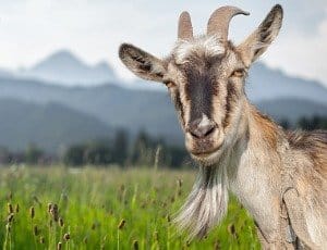 goat-grazing-mountain