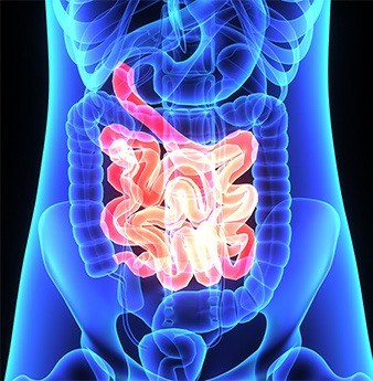 water and nutrient absorption takes place in the gut