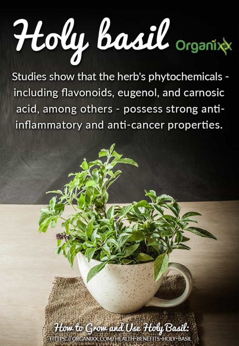 Health Benefits of Holy Basil Ayurveda's "Sacred Herb" Organixx
