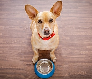 dog waiting for food by bowl