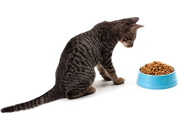 cat staring at a bowl of kibble
