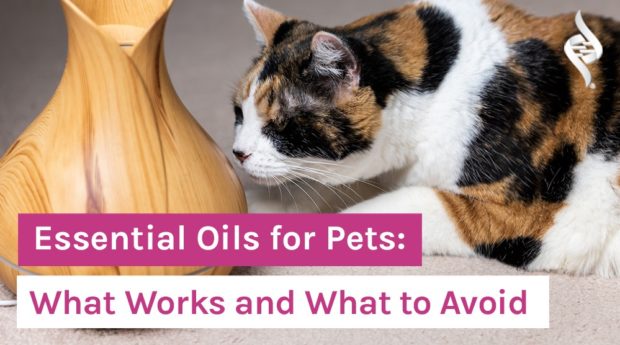 Essential-Oils-for-Pets-What-Works-and-What-to-Avoid