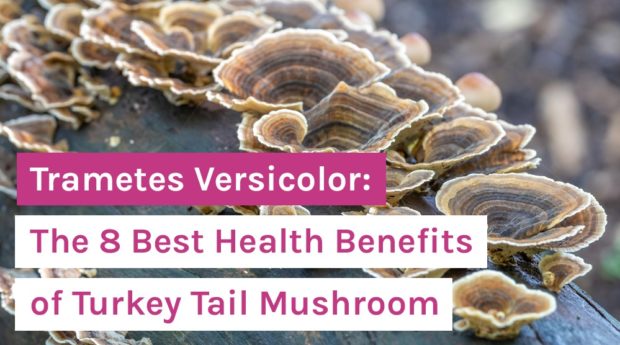 Trametes Versicolor_ The 8 Best Health Benefits of Turkey Tail Mushroom